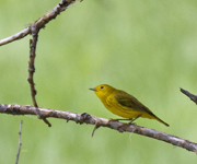 Yellow Warbler 8010